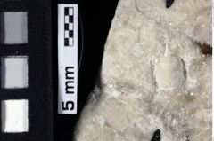 Foto (Detailansicht) von Cracensigillatus acutirostris (Moericke, 1889) (NHMW-GEO-1990-0041-0167)